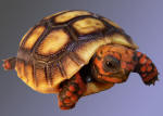 redfoot